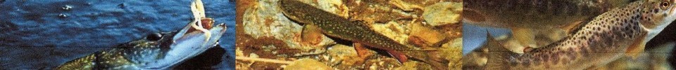 AAPPMA Pêches Loisirs de l Oust : site officiel du club de pêche de ST MARTIN - clubeo
